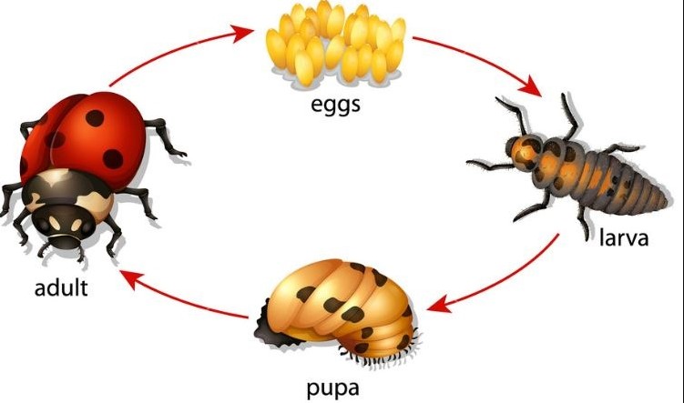 Detail Siklus Hidup Kumbang Nomer 4