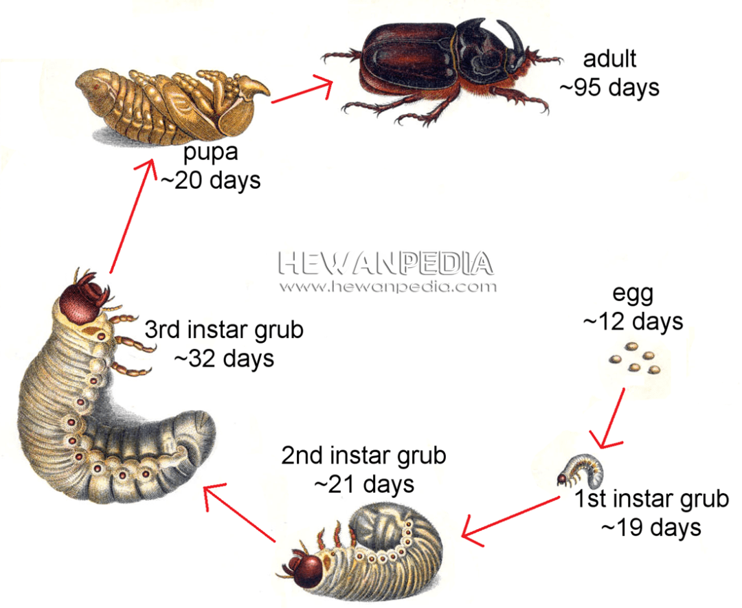 Detail Siklus Hidup Kumbang Nomer 5