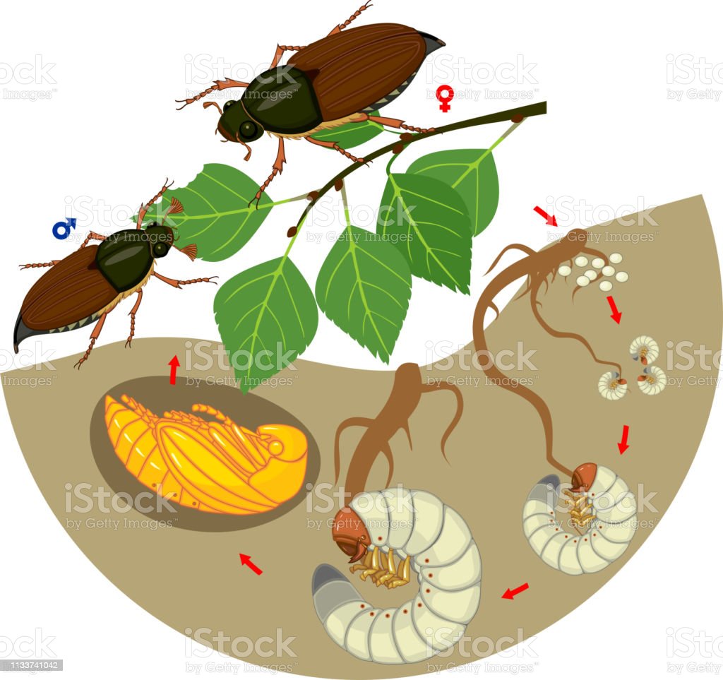 Detail Siklus Hidup Kumbang Nomer 39