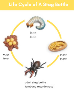 Detail Siklus Hidup Kumbang Nomer 7