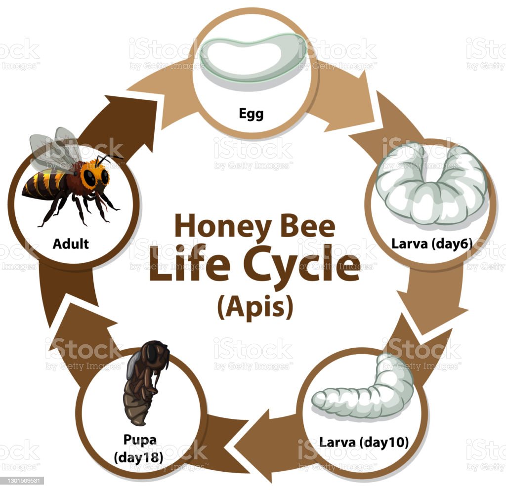 Detail Siklus Hidup Lebah Madu Nomer 41