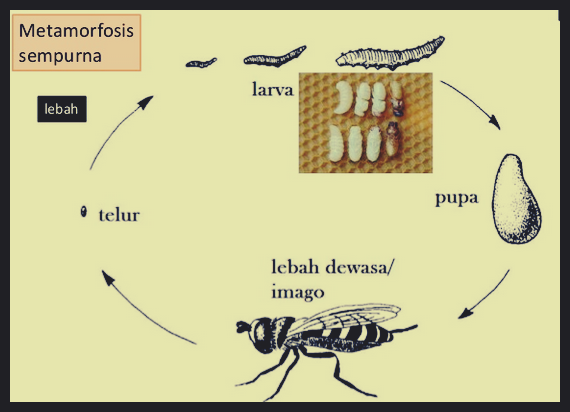 Detail Siklus Hidup Lebah Madu Nomer 6