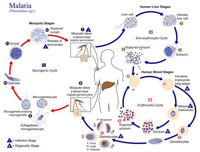 Siklus Hidup Protozoa - KibrisPDR