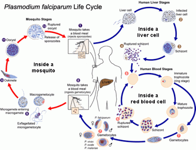 Detail Siklus Hidup Protozoa Nomer 10