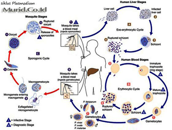 Detail Siklus Hidup Protozoa Nomer 13