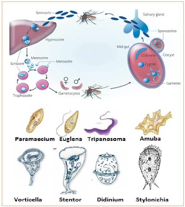 Detail Siklus Hidup Protozoa Nomer 16