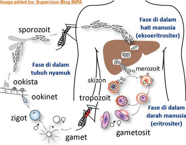 Detail Siklus Hidup Protozoa Nomer 17