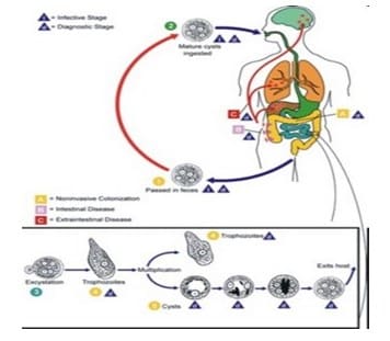 Detail Siklus Hidup Protozoa Nomer 20