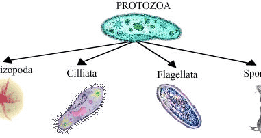Detail Siklus Hidup Protozoa Nomer 21