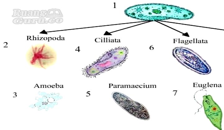 Detail Siklus Hidup Protozoa Nomer 24