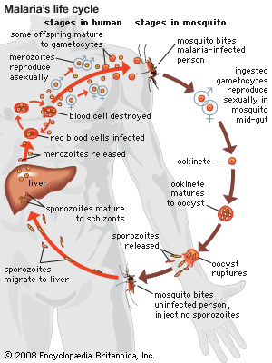 Detail Siklus Hidup Protozoa Nomer 27
