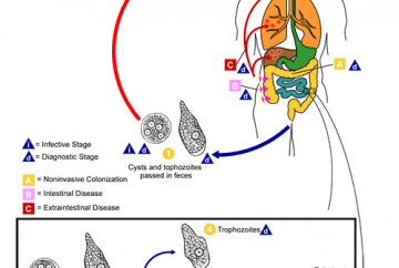 Detail Siklus Hidup Protozoa Nomer 29