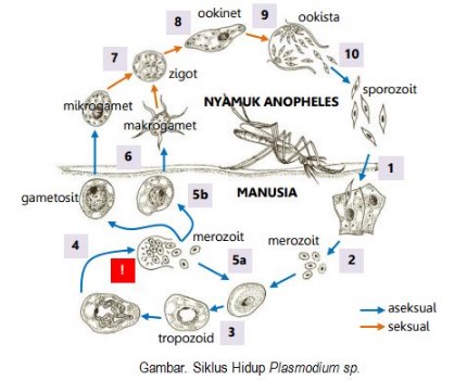 Detail Siklus Hidup Protozoa Nomer 34