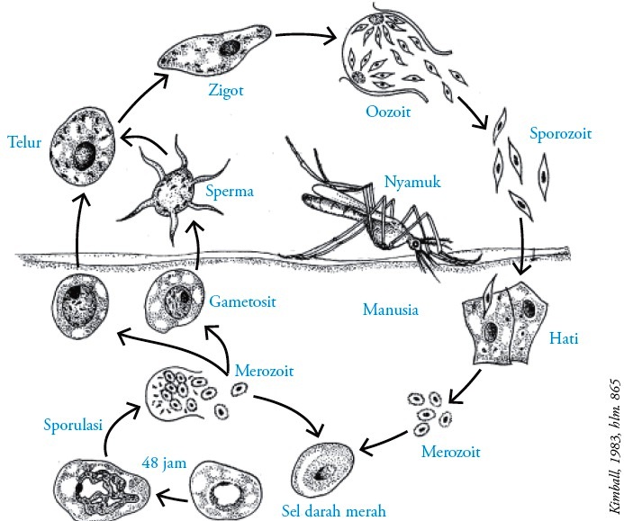 Detail Siklus Hidup Protozoa Nomer 4
