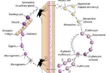 Detail Siklus Hidup Protozoa Nomer 35