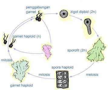 Detail Siklus Hidup Protozoa Nomer 5