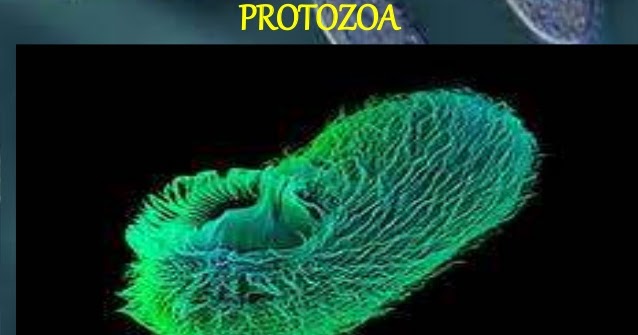Detail Siklus Hidup Protozoa Nomer 48