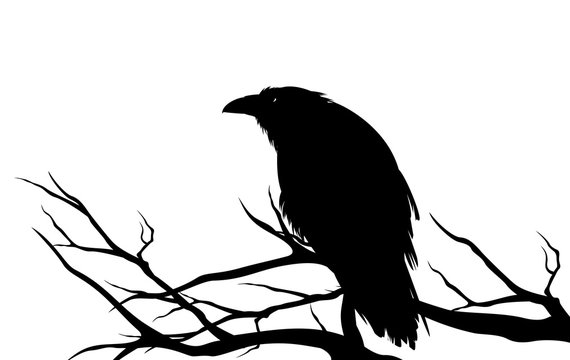Detail Silhouette Raven Clipart Nomer 34