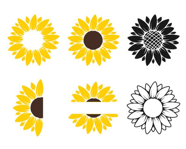 Detail Silhouette Sunflower Clipart Black And White Nomer 12