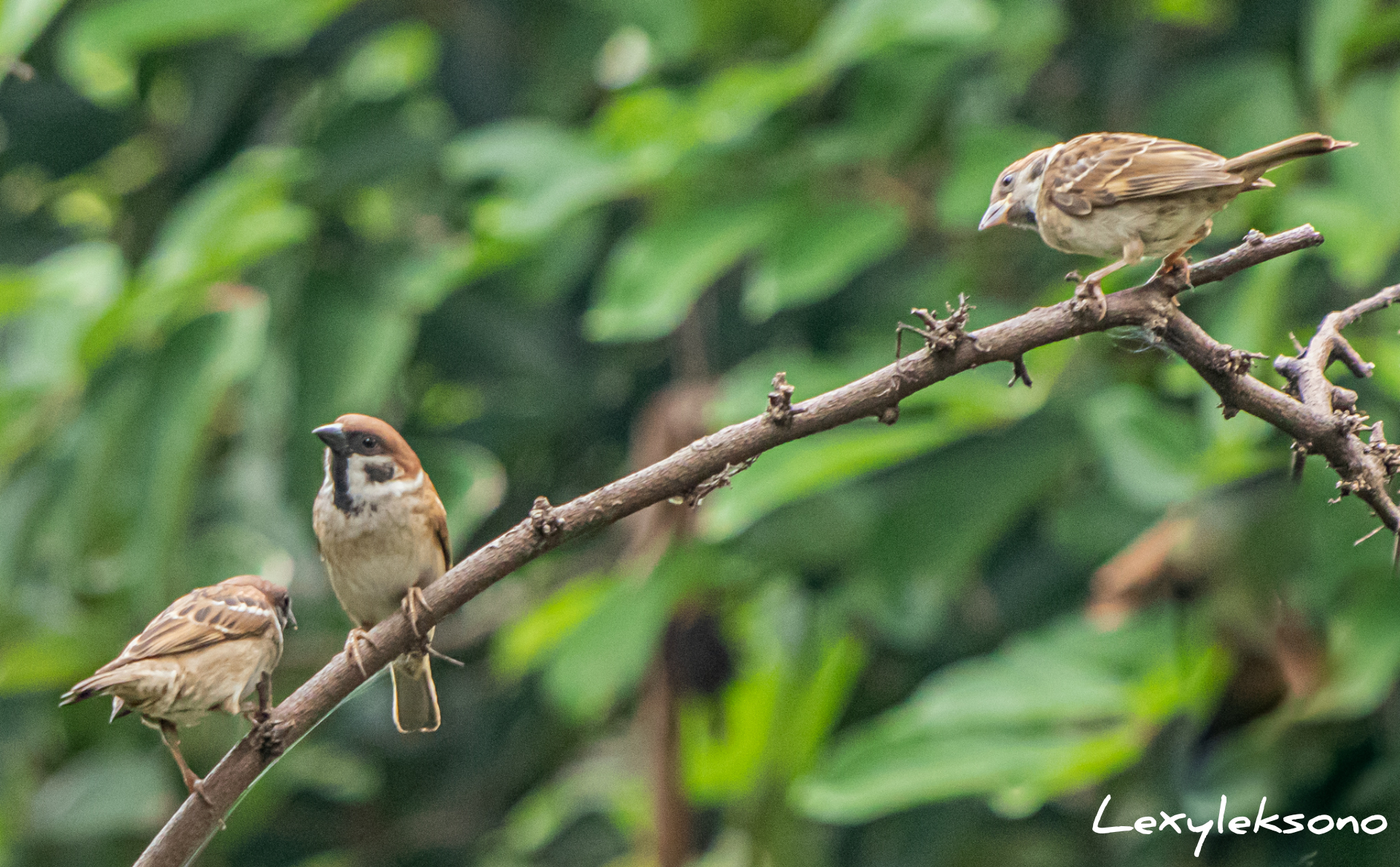 Detail Siluet Burung Sriti Gambar Siluet Burung Sriti Nomer 42