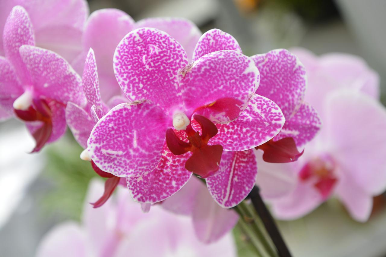 Detail Warna Orchid Pink Nomer 25