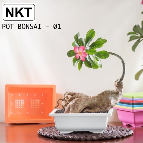 Detail Warna Pot Bonsai Nomer 58