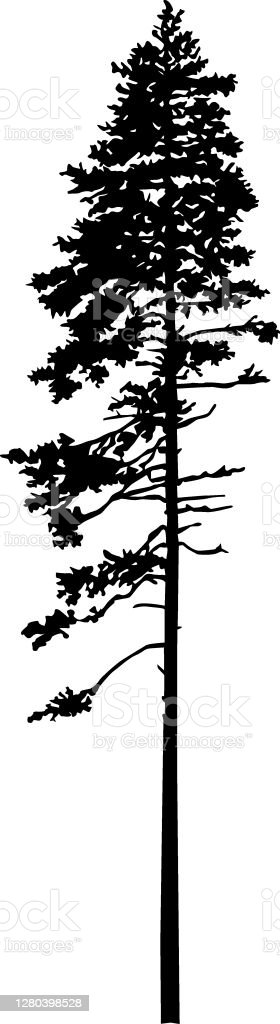 Detail Siluet Pohon Pinus Nomer 27