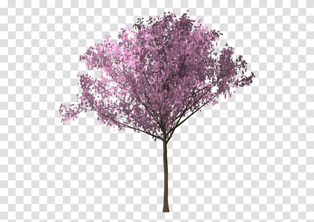 Detail Siluet Pohon Sakura Nomer 20