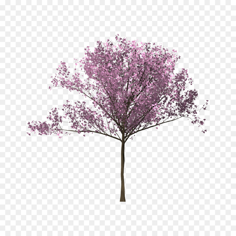 Detail Siluet Pohon Sakura Nomer 35