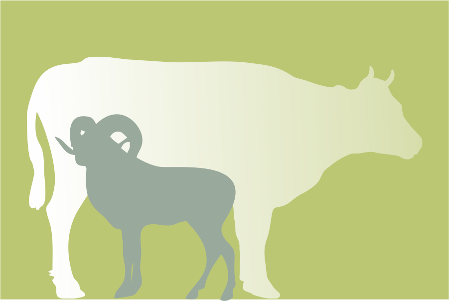 Detail Siluet Sapi Dan Kambing Nomer 12