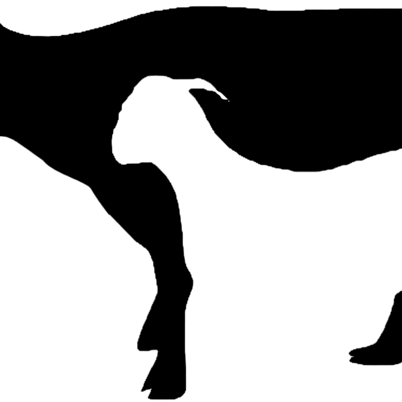 Detail Siluet Sapi Dan Kambing Nomer 21