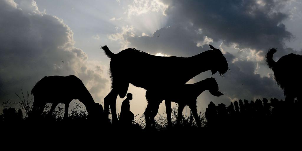 Detail Siluet Sapi Dan Kambing Nomer 33