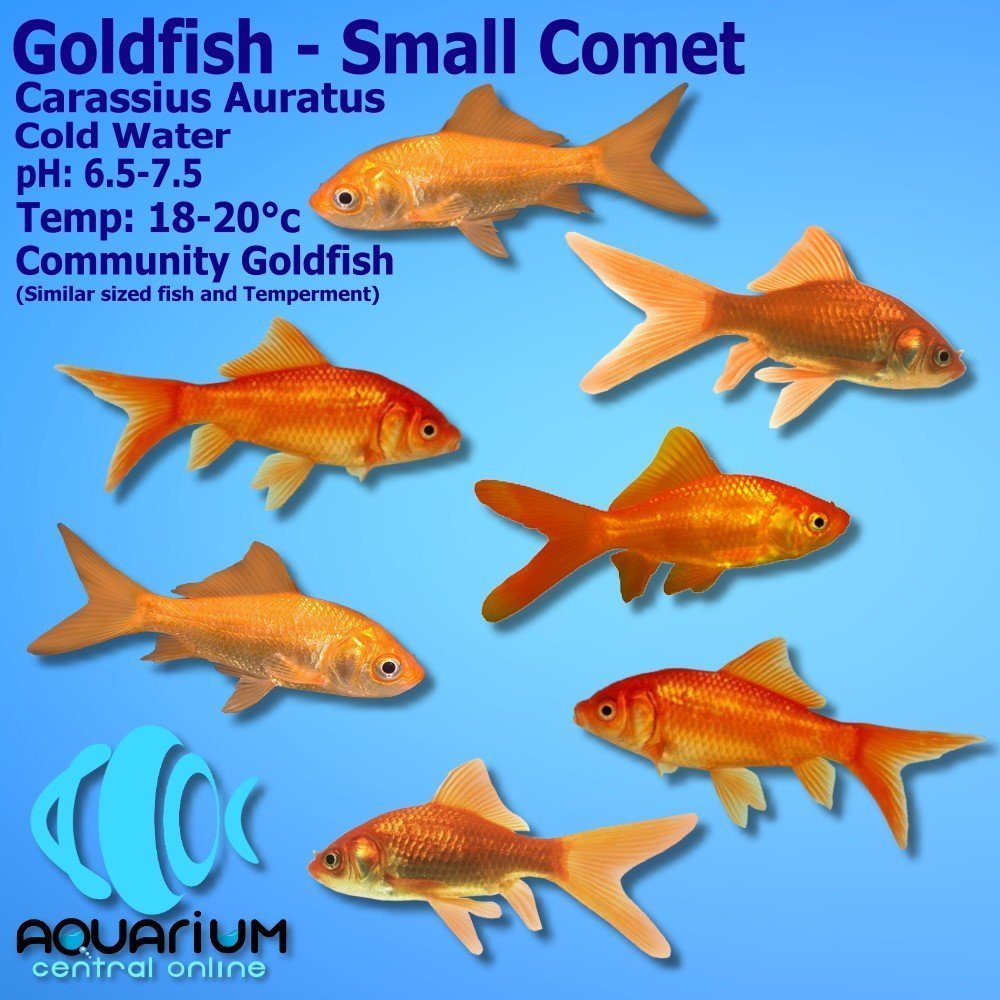 Detail Silver Comet Goldfish Nomer 24