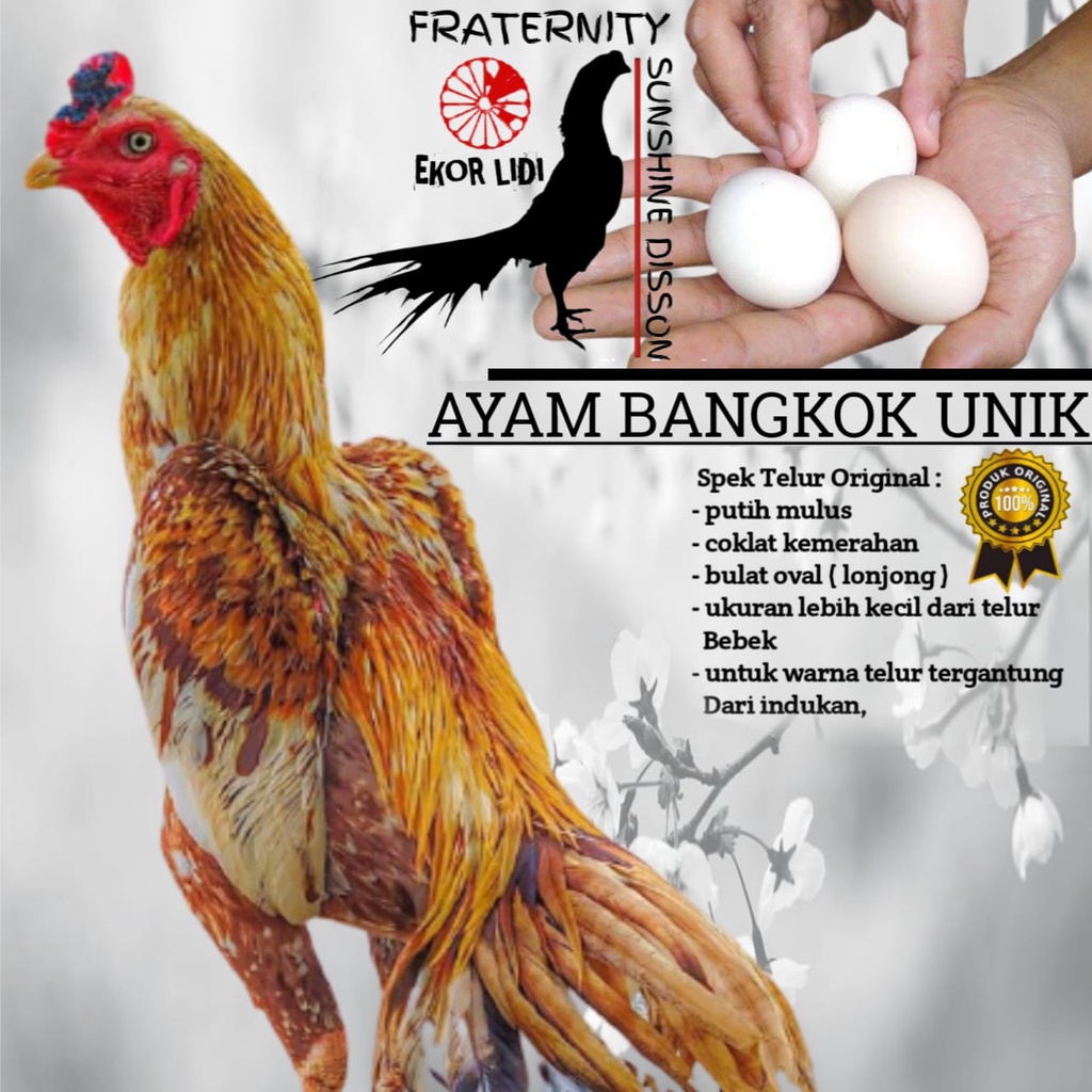 Detail Warna Telur Ayam Bangkok Nomer 48