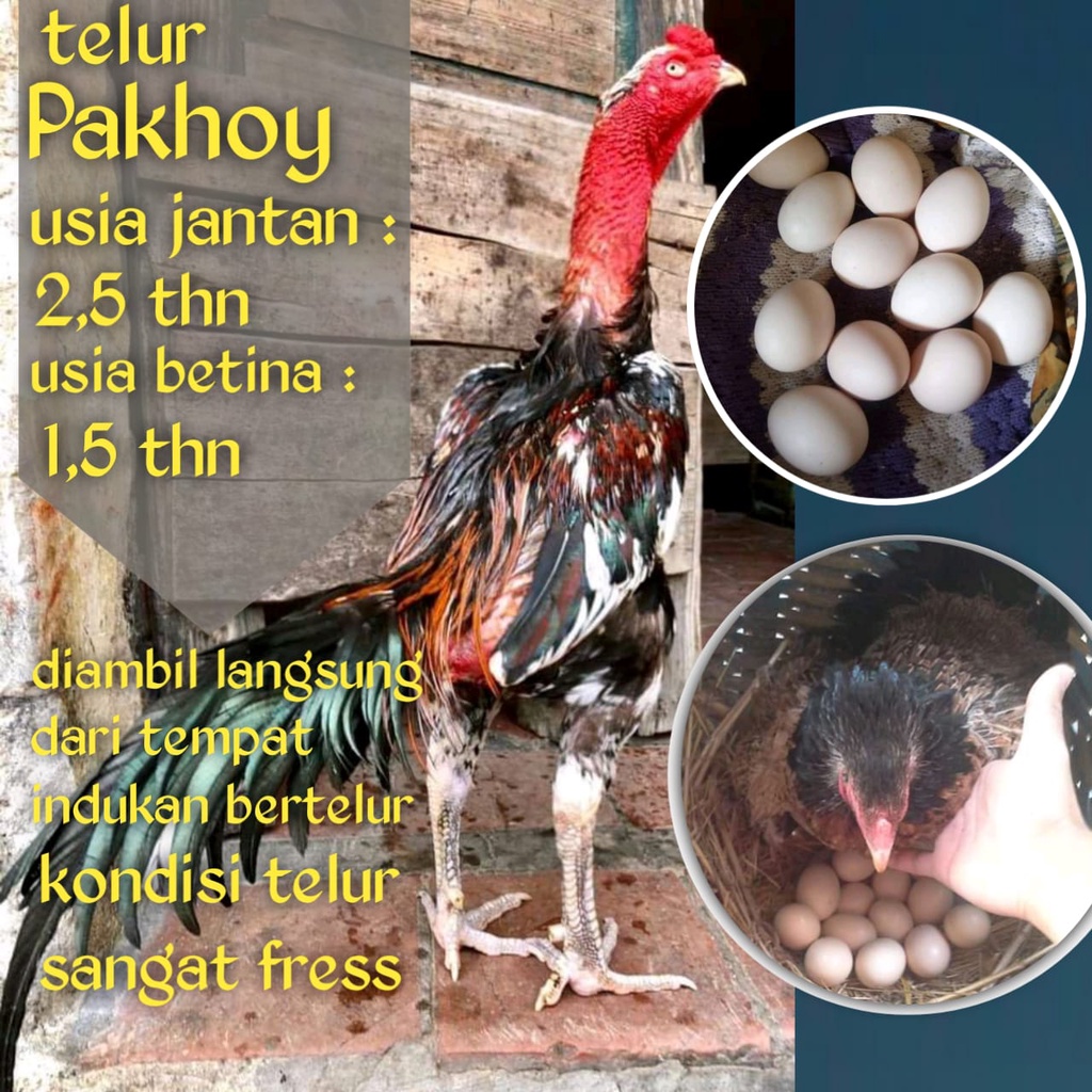 Detail Warna Telur Ayam Pakhoy Nomer 11