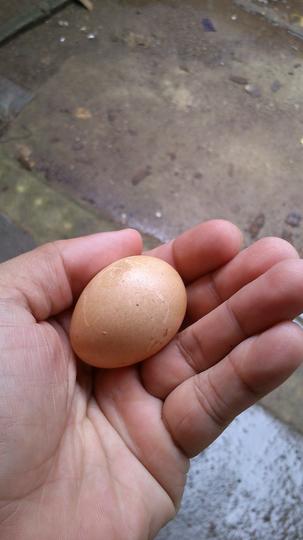 Detail Warna Telur Ayam Pakhoy Nomer 13