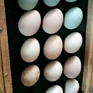 Detail Warna Telur Ayam Pakhoy Nomer 14