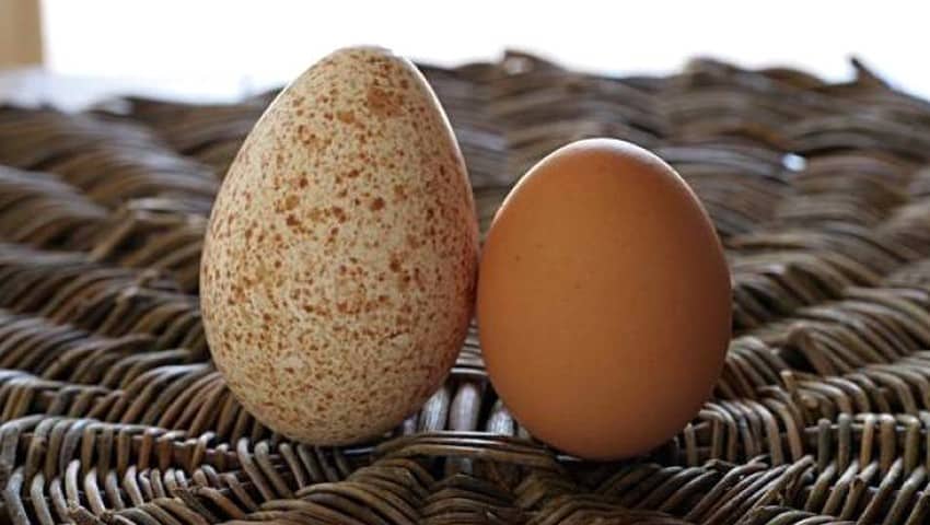 Detail Warna Telur Ayam Pakhoy Nomer 21