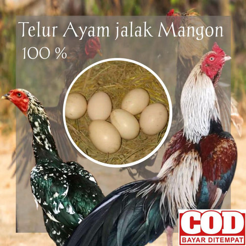 Detail Warna Telur Ayam Pakhoy Nomer 22