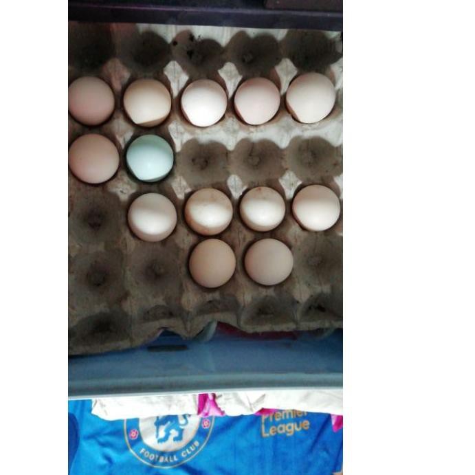 Detail Warna Telur Ayam Pakhoy Nomer 26