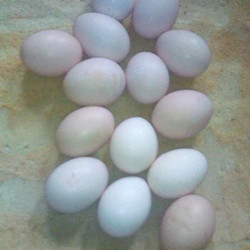 Detail Warna Telur Ayam Pakhoy Nomer 29