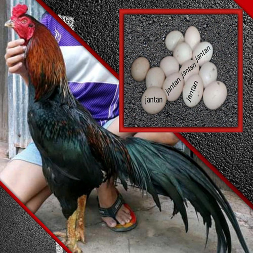 Detail Warna Telur Ayam Pakhoy Nomer 33