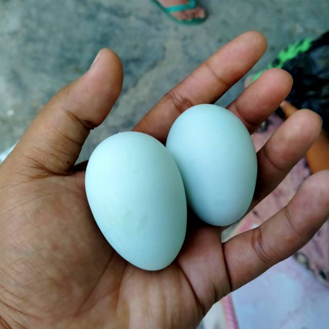 Detail Warna Telur Ayam Pakhoy Nomer 34