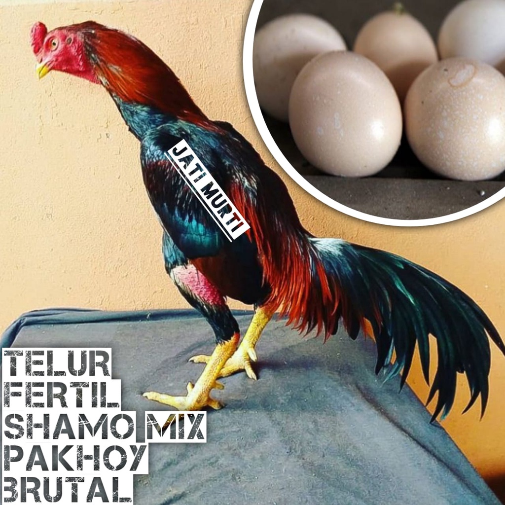 Detail Warna Telur Ayam Pakhoy Nomer 46