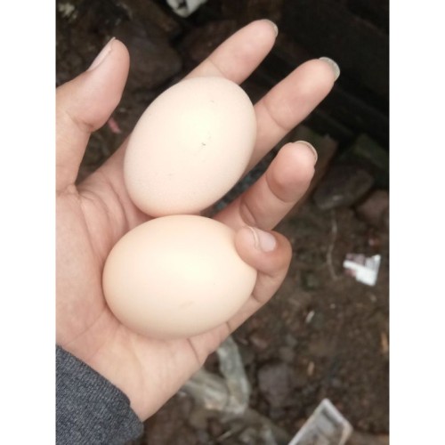 Detail Warna Telur Ayam Pakhoy Nomer 47