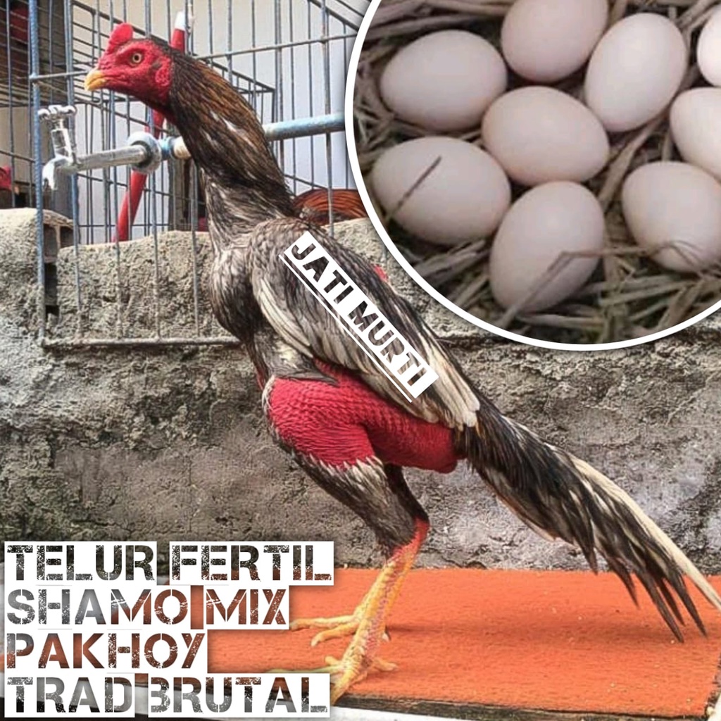Detail Warna Telur Ayam Pakhoy Nomer 50