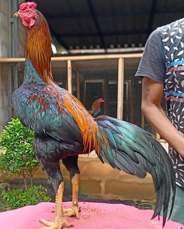 Detail Warna Telur Ayam Pakhoy Nomer 57