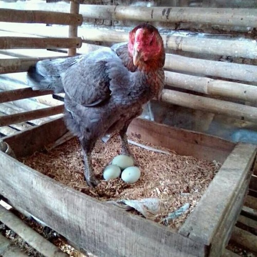 Detail Warna Telur Ayam Pakhoy Nomer 8
