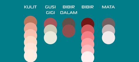 Detail Warna Wajah Vector Nomer 14