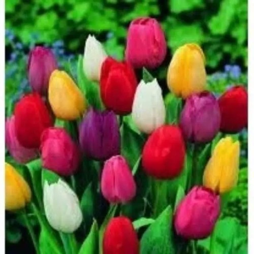 Detail Warna Warna Bunga Tulip Nomer 16